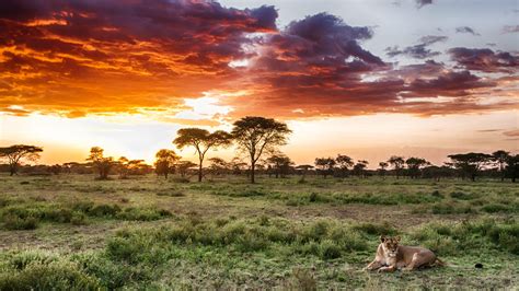 Discover Serengeti National Park | Classical Safari | andBeyond