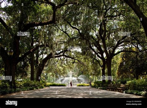 Spanish moss savannah georgia hi-res stock photography and images - Alamy