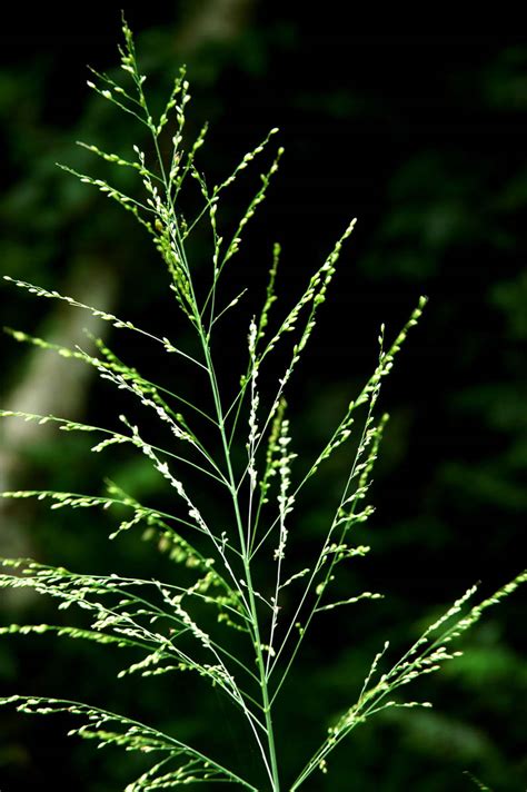 Panicum (Poaceae) image 30898 at PhytoImages.siu.edu