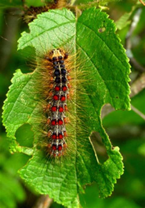 Gypsy moth spraying for Will County | Local News | daily-journal.com