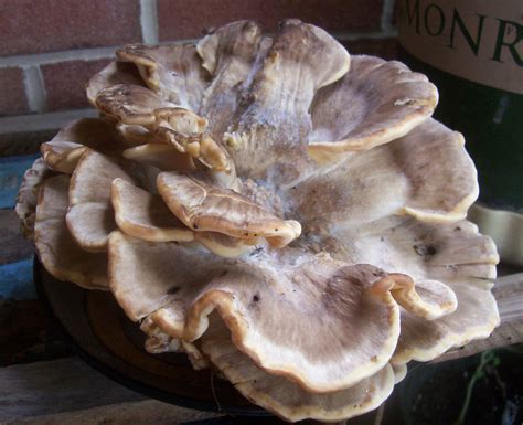 Black-Staining Polypore | Foraged this 640 g mushroom near m… | Flickr