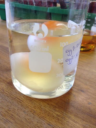 Egg Osmosis Experiment