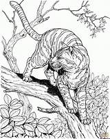 Tiger ausmalbilder  Jungle coloring Pages Animal sketch template