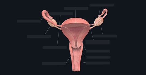 Female Reproductive System Diagram With Labels