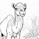 Baixe Ilustração De Camelo Cercado Pela Natureza Coloring Pages  sketch template