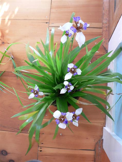 Indoor Gardening and Houseplants: My Walking Iris, 1 by boojum