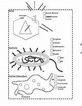 Coloring Virus Bacteria Protist By Science Is  TPT sketch template