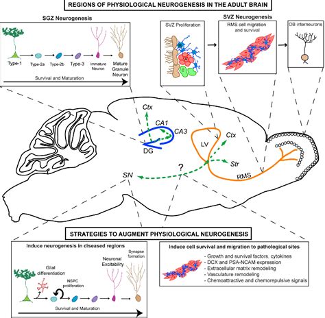 Figure 1 from Therapeutic application of neural stem cells and adult ...