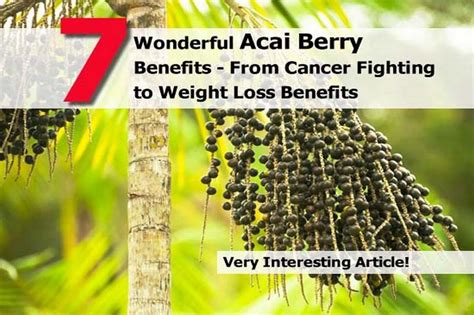 7 Wonderful Acai Berry Benefits - From Cancer Fighting to Weight Loss ...