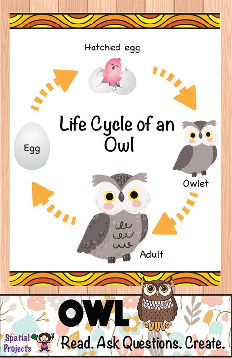 an owl poster with the words, life cycle of an owl