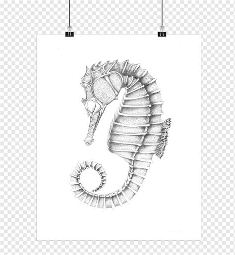 Seahorse Poster Text, seahorse, white, animals, drawer png | PNGWing