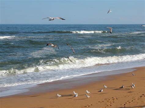 Seagulls On The Beach Free Stock Photo - Public Domain Pictures