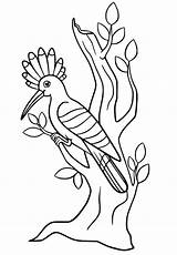 Hoopoe On A Tree sketch template