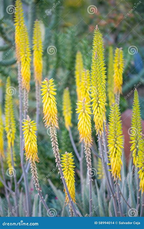 Desert Garden with Succulents Stock Photo - Image of cactuses, bright ...