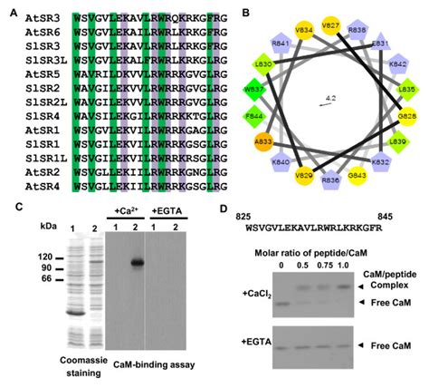 SlSRs are calcium/calmodulin-binding proteins. (A) Alignment of the ...