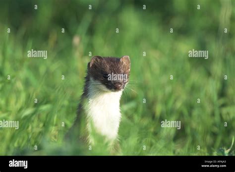 Stoat hunting uk hi-res stock photography and images - Alamy