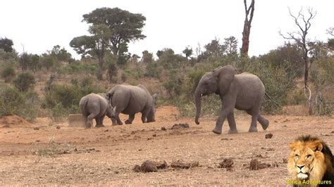 Rhino vs Baby Elephant And A Hippo Looks On. Must Watch Till End - YouTube