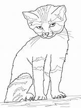 Free Printable Cat Coloring Pages For Kids sketch template