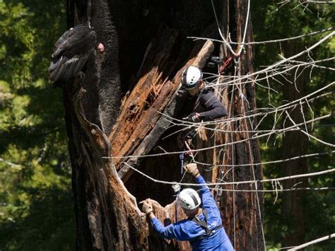 Take a peek into the lives of a California condor family