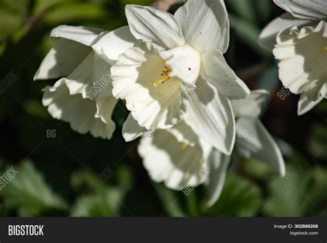 White Daffodils Image & Photo (Free Trial) | Bigstock