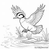 Wood Duck Coloring Pages  Free & Printable sketch template