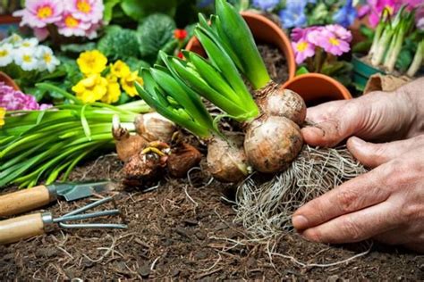 How you should treat the bulbs of the spring flowers after blooming