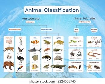 Zoology Animal Classification