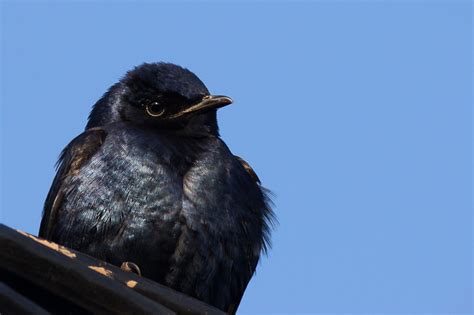 Golondrina negra (ESTEPA - Bahía Bustamante) · iNaturalist