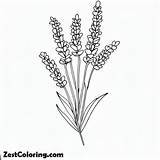 Lavender Flower Coloring Pages  For Kids – Smart Creative sketch template