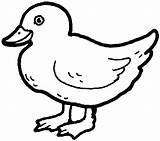 Printable Duck Coloring Pages sketch template