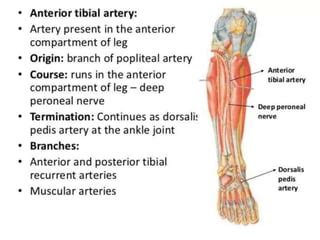 Anterior Tibial Artery Model