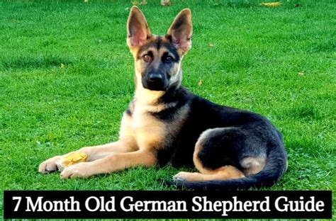 7 Month Old German Shepherd: Everything You Need to Know