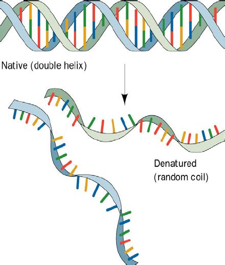 Bi-molecular hybridization and denaturation of DNA | Download Scientific Diagram