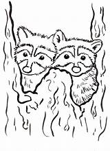 Cute Raccoon Coloring Page sketch template