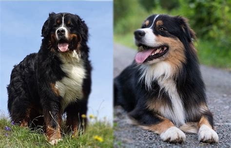 Bernese Mountain Dog Australian Shepherd Mix: Pictures, Temperament ...