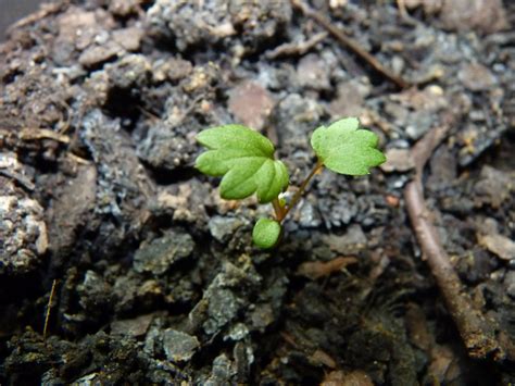 Edible and Elegant Urban Gardening : Strawberry Mignonette Blog