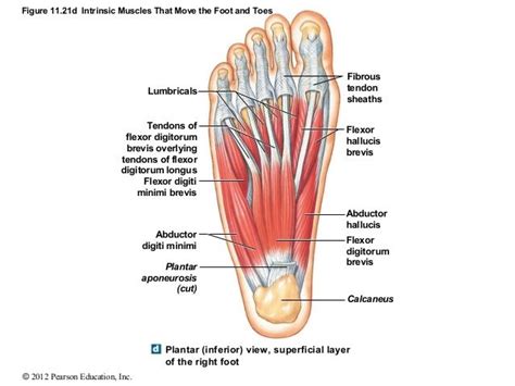 Figure 11.21d Intrinsic Muscles That Move the Foot and Toes © 2012 ...