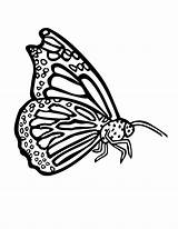 Pretty Butterfly Coloring Pages sketch template