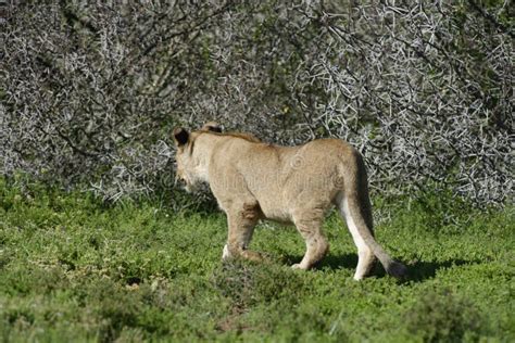 Lion cub, South Africa stock photo. Image of mammal, lion - 94955650