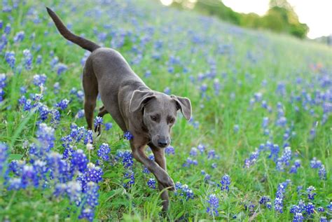 The Blue Lacy is the Texas State Dog You Need to Meet