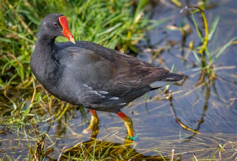 Hawaiian Gallinule (Alae ‘Ula) - Owen Deutsch Photography