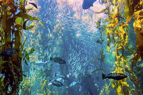 Fish in the Kelp Forest Photograph by Bonnie Follett - Fine Art America