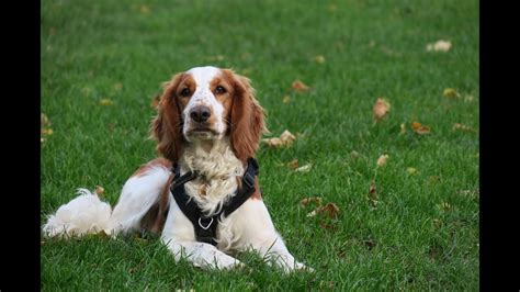 Bronte - Welsh Springer Spaniel - 4 Weeks Residential Dog Training ...