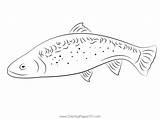 Trout Coloring Page For Kids  Free Trouts Printable Pages sketch template