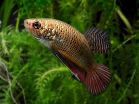 Tout savoir sur le Poisson Combattant (Betta splendens) - Nourriture, aquarium, reproduction…