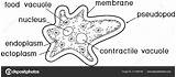 Amoeba Amoebas Microscopic Sketch Coloring Page sketch template
