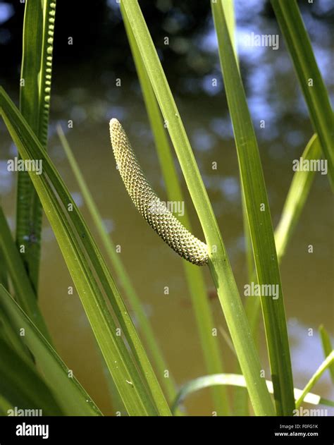 Acorus calamus tea hi-res stock photography and images - Alamy