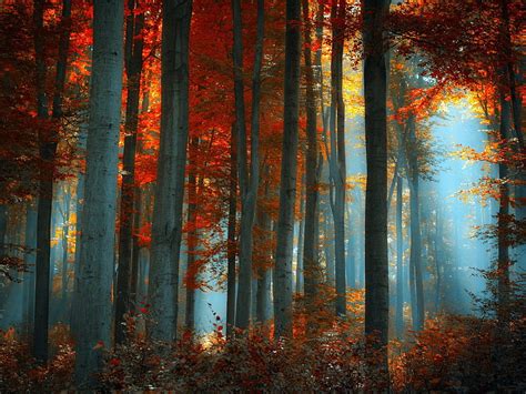 Fog in the Autumn Forest, forest, autumn, nature, seasons, trees, fog ...