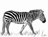 Zebra Coloring Page  Free Printable Coloring Pages sketch template