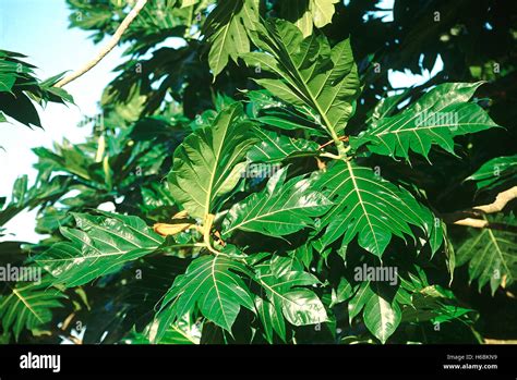 Leaves artocarpus incisa bread fruit tree hi-res stock photography and ...